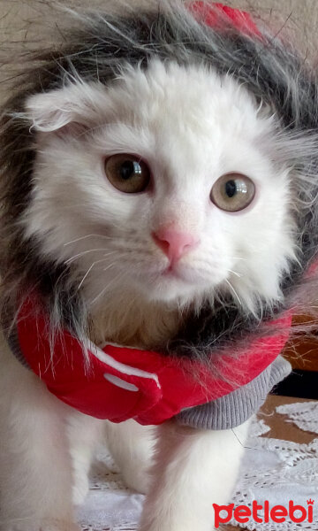 Scottish Fold, Kedi  tarçın fotoğrafı