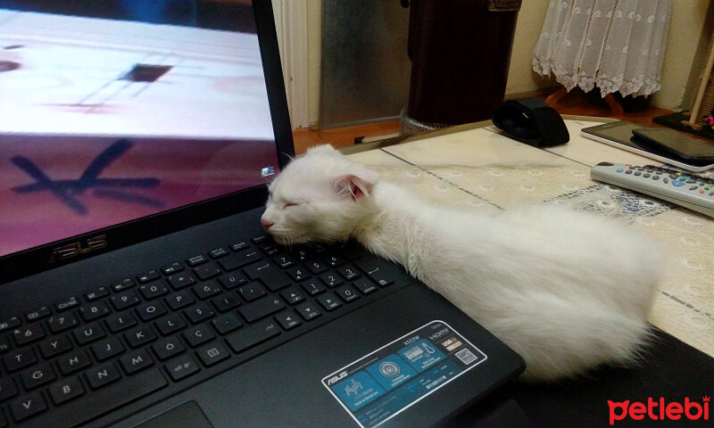 Scottish Fold, Kedi  tarçın fotoğrafı