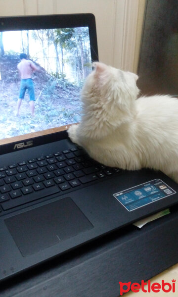 Scottish Fold, Kedi  tarçın fotoğrafı