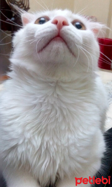 Scottish Fold, Kedi  tarçın fotoğrafı