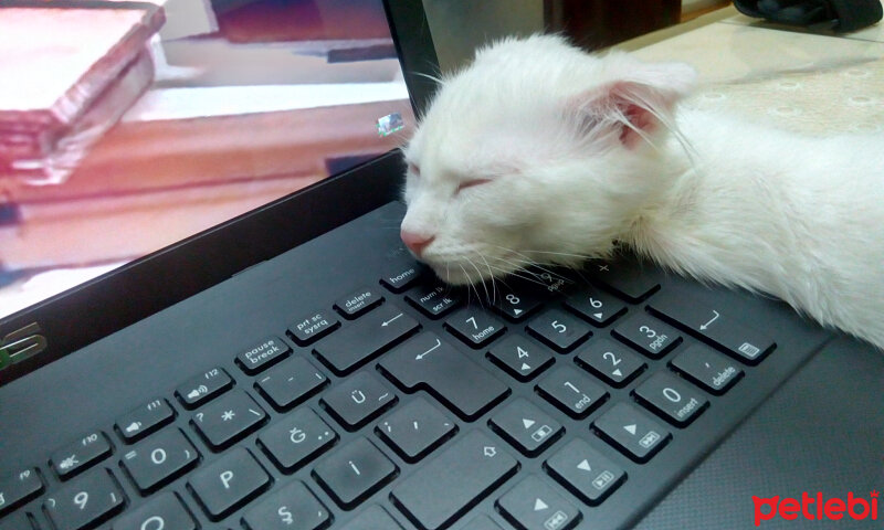 Scottish Fold, Kedi  tarçın fotoğrafı