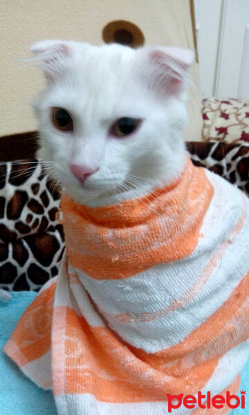 Scottish Fold, Kedi  tarçın fotoğrafı