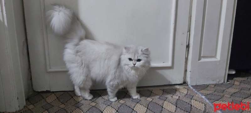 British Longhair, Kedi  Pamuk fotoğrafı