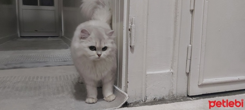 British Longhair, Kedi  Pamuk fotoğrafı