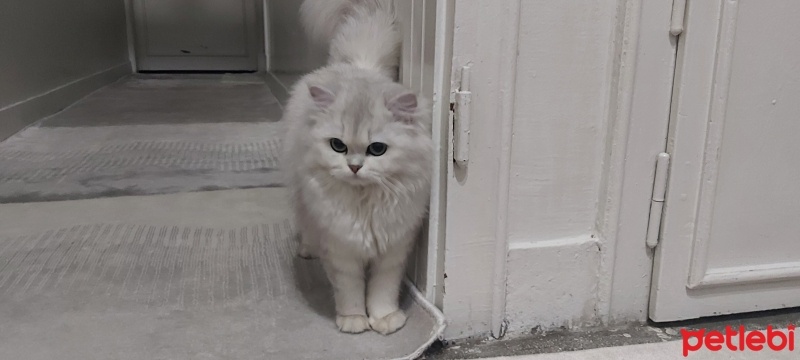 British Longhair, Kedi  Pamuk fotoğrafı