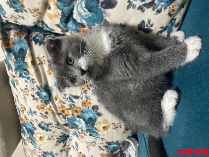 Scottish Fold, Kedi  Scottish fold fotoğrafı