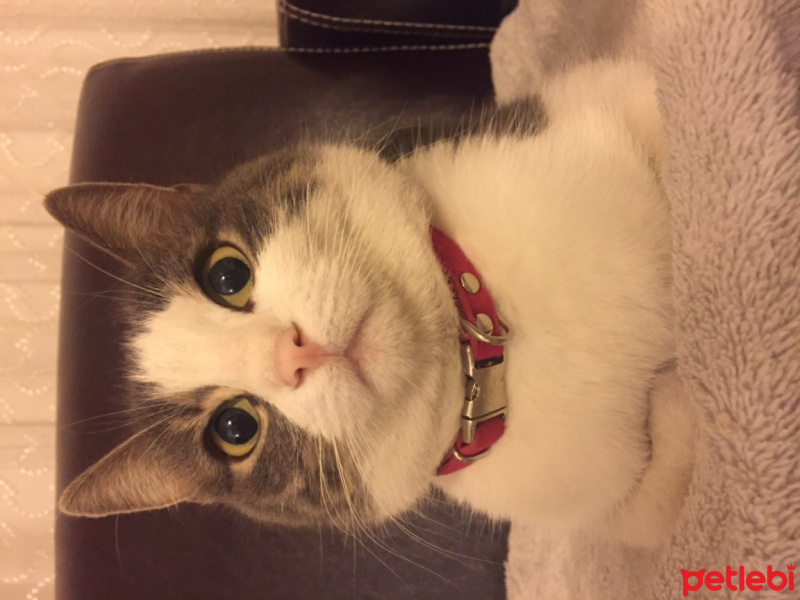 Tekir Kedi, Kedi  Hamsi fotoğrafı