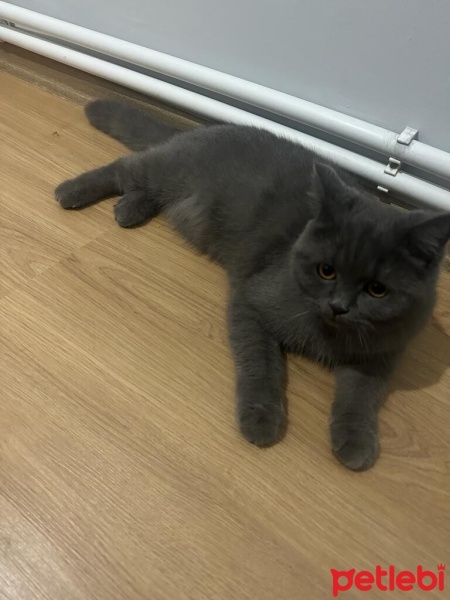 British Shorthair, Kedi  Venüs fotoğrafı