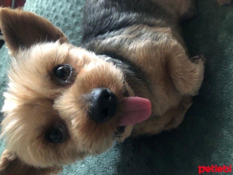 Yorkshire Terrier, Köpek  Lucky fotoğrafı