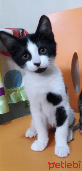 Tuxedo (Smokin) Kedi, Kedi  Benekli fotoğrafı