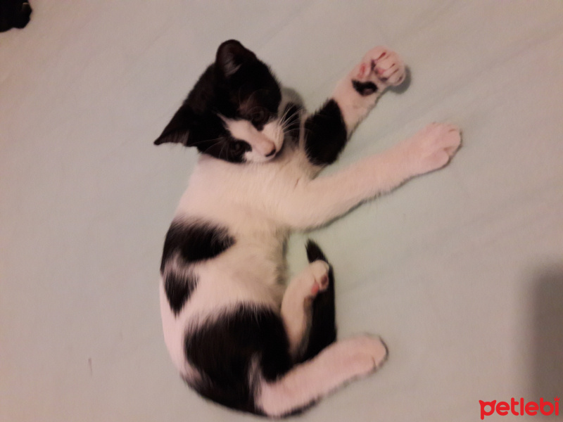 Tuxedo (Smokin) Kedi, Kedi  Benekli fotoğrafı