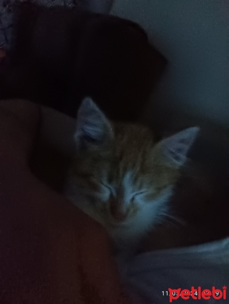 Tekir Kedi, Kedi  Pıtırcık fotoğrafı