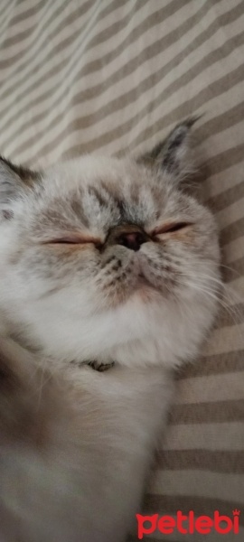 Exotic Shorthair, Kedi  Dilber fotoğrafı