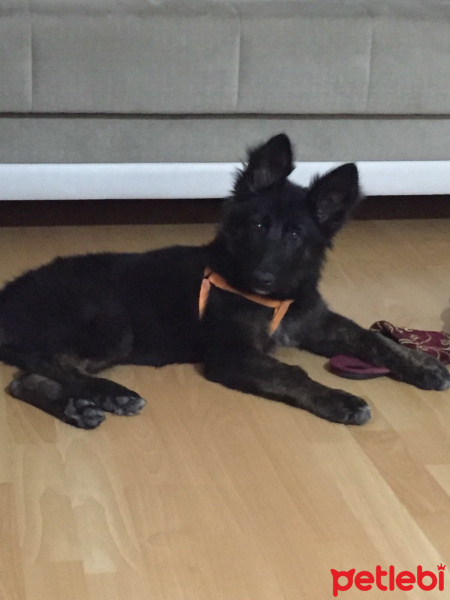 Alman Çoban Köpeği, Köpek  zeyna fotoğrafı