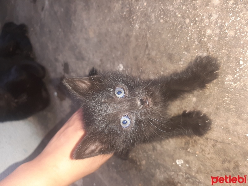 Bombay, Kedi  Tosbik fotoğrafı