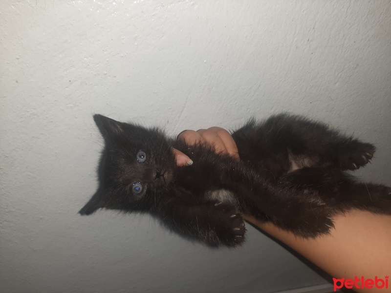 Bombay, Kedi  Tosbik fotoğrafı