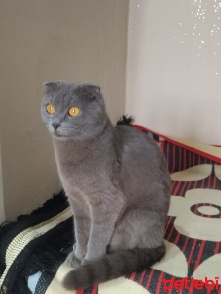 Scottish Fold, Kedi  Scotis fotoğrafı