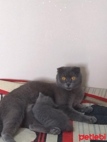 Scottish Fold, Kedi  Scotis fotoğrafı