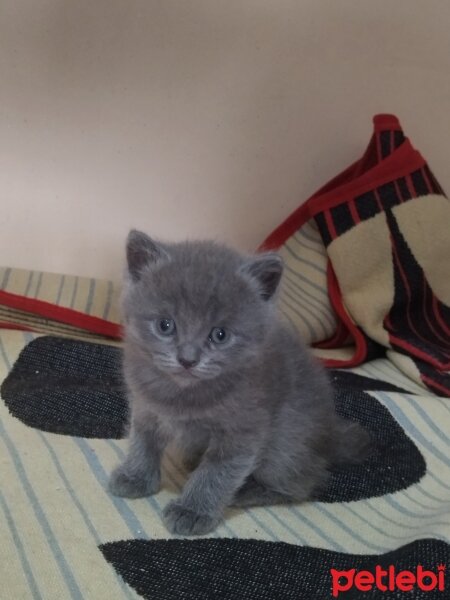 Scottish Fold, Kedi  Scotis fotoğrafı