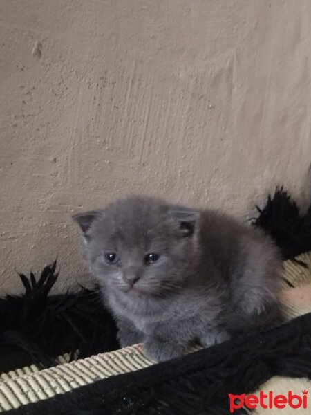 Scottish Fold, Kedi  Scotis fotoğrafı