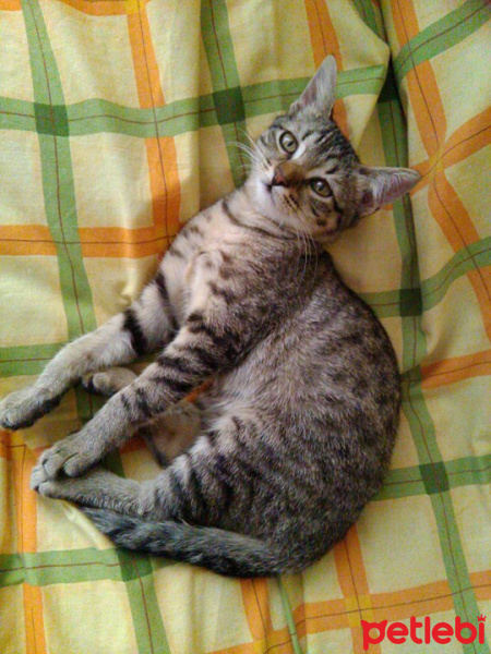 Tekir Kedi, Kedi  Boncuk fotoğrafı