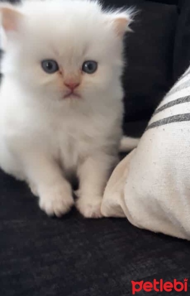 British Shorthair, Kedi  İsimsiz bebeğim fotoğrafı