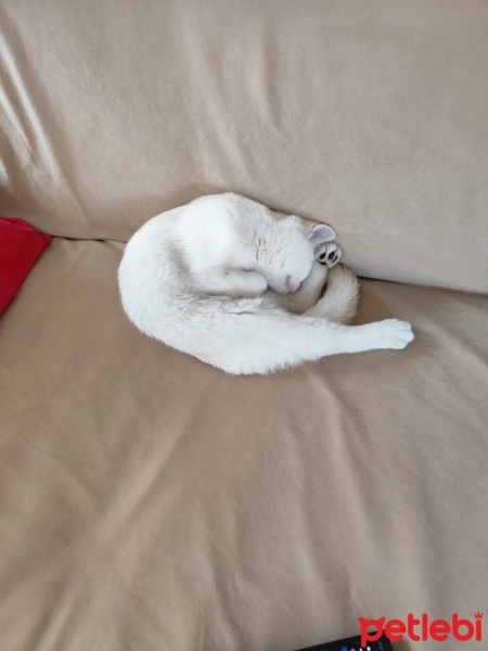 British Shorthair, Kedi  nova fotoğrafı