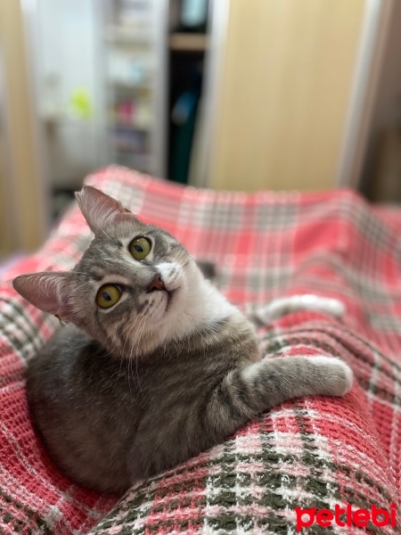 Tekir Kedi, Kedi  Gümüş fotoğrafı