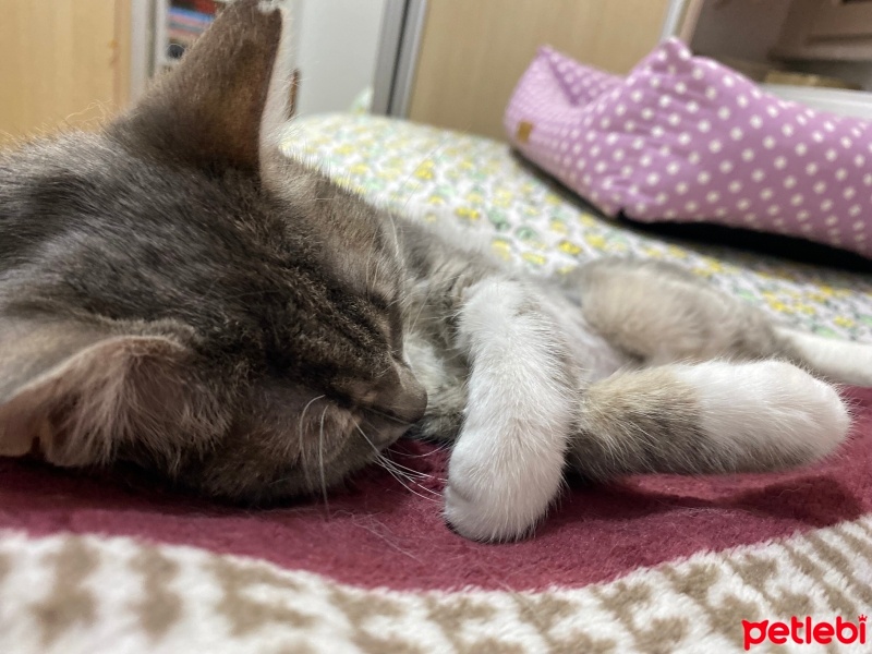 Tekir Kedi, Kedi  Gümüş fotoğrafı