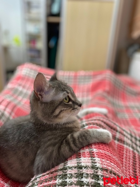 Tekir Kedi, Kedi  Gümüş fotoğrafı