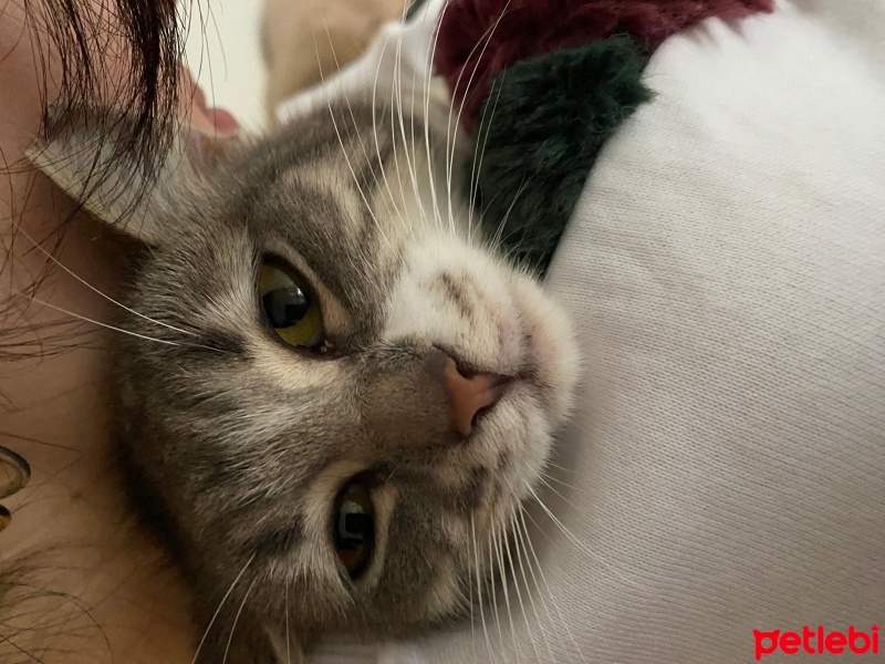 Tekir Kedi, Kedi  Gümüş fotoğrafı