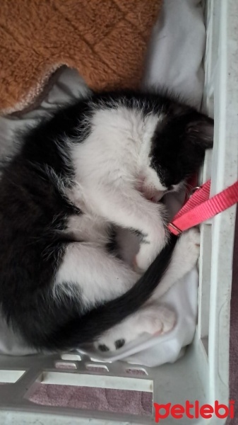 Tuxedo (Smokin) Kedi, Kedi  Kıpır fotoğrafı