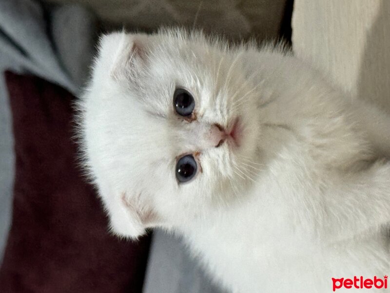 Scottish Fold, Kedi  İsimsiz fotoğrafı