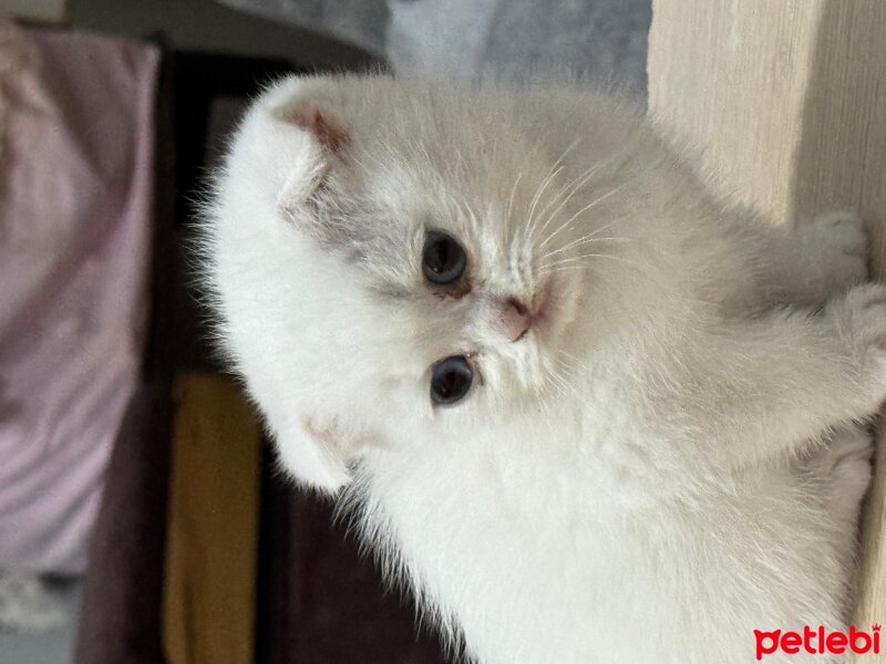 Scottish Fold, Kedi  İsimsiz fotoğrafı