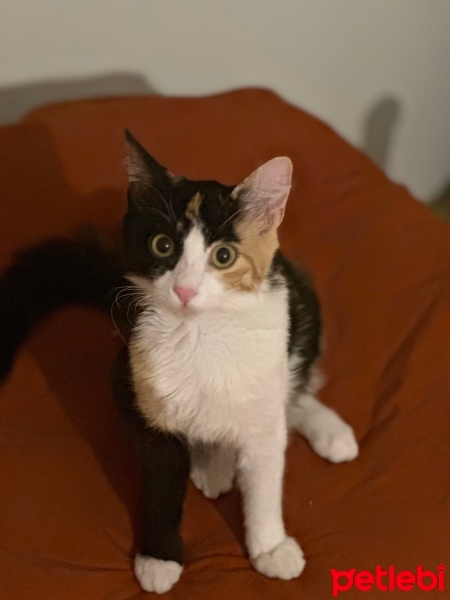 Tekir Kedi, Kedi  Şans fotoğrafı