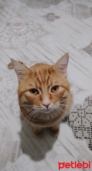 Tekir Kedi, Kedi  Poncik fotoğrafı