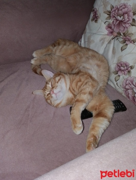 Tekir Kedi, Kedi  Poncik fotoğrafı