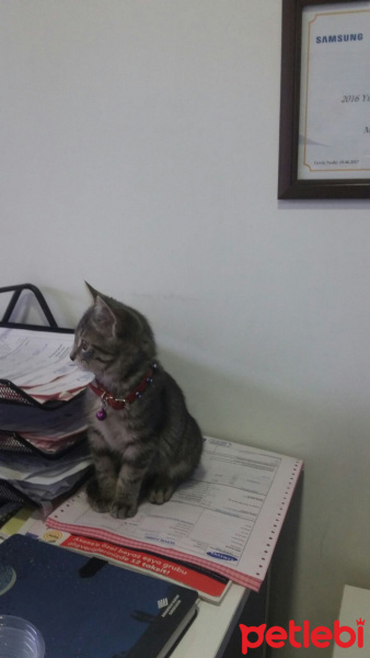 Tekir Kedi, Kedi  FÜME fotoğrafı