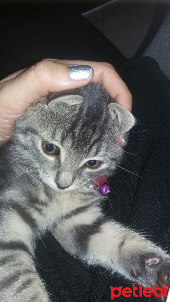 Tekir Kedi, Kedi  FÜME fotoğrafı