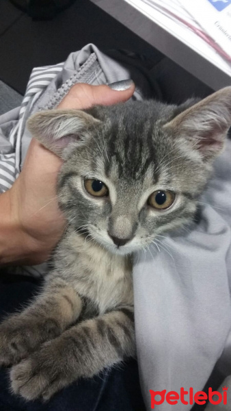 Tekir Kedi, Kedi  FÜME fotoğrafı