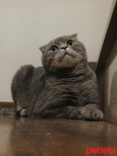 Scottish Fold, Kedi  Çiko fotoğrafı