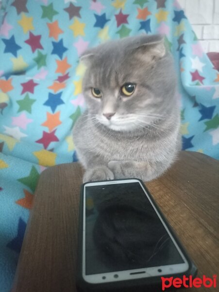 Scottish Fold, Kedi  Çiko fotoğrafı