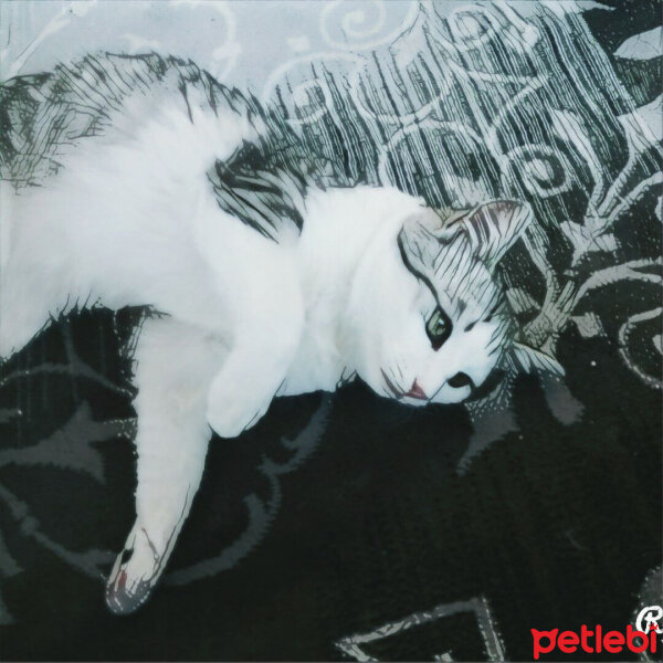 Soke, Kedi  Pisika fotoğrafı