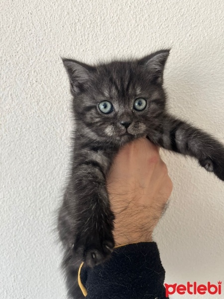 British Shorthair, Kedi  Linda fotoğrafı