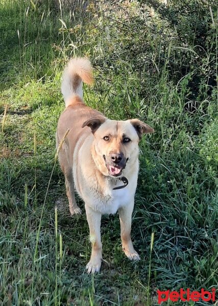 Sokö (Sokak Köpeği), Köpek  Ayaz fotoğrafı