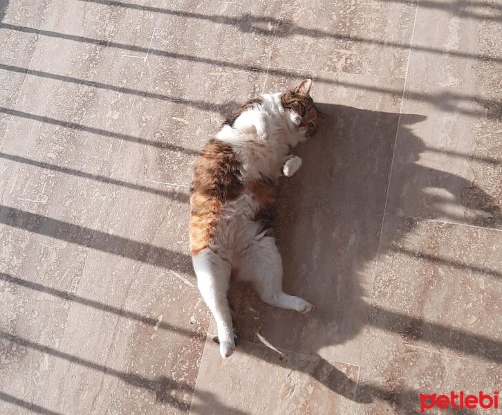 Tekir Kedi, Kedi  Kınalı fotoğrafı