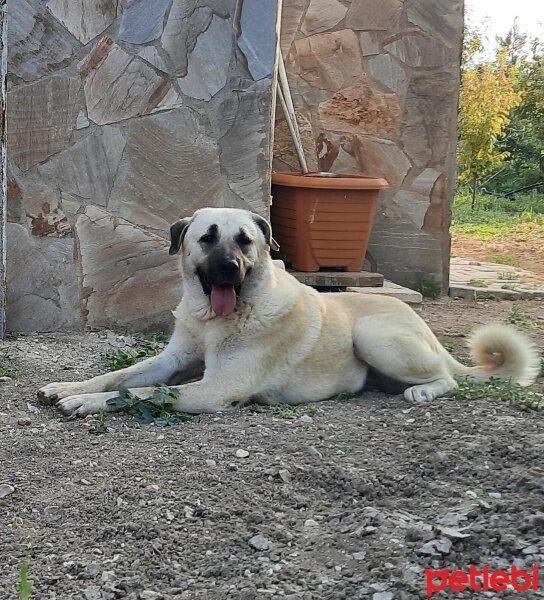 Kangal, Köpek  Diken fotoğrafı