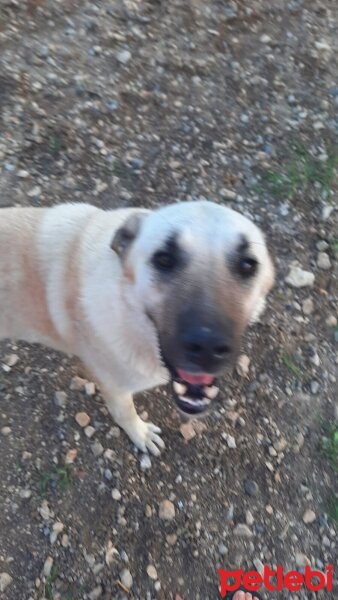 Kangal, Köpek  Diken fotoğrafı