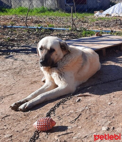 Kangal, Köpek  Diken fotoğrafı