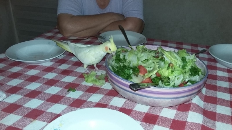 Papağan, Kuş  Devrim fotoğrafı